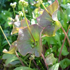 claytonia perfoliata